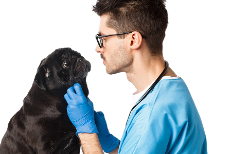 Medizinische Untersuchung von Hunden