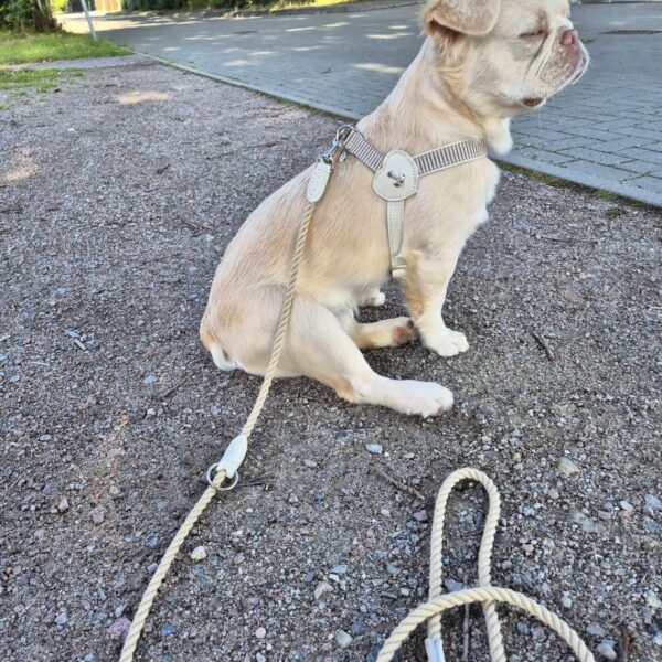 MALUCCHI Geschirr Maritima Burro