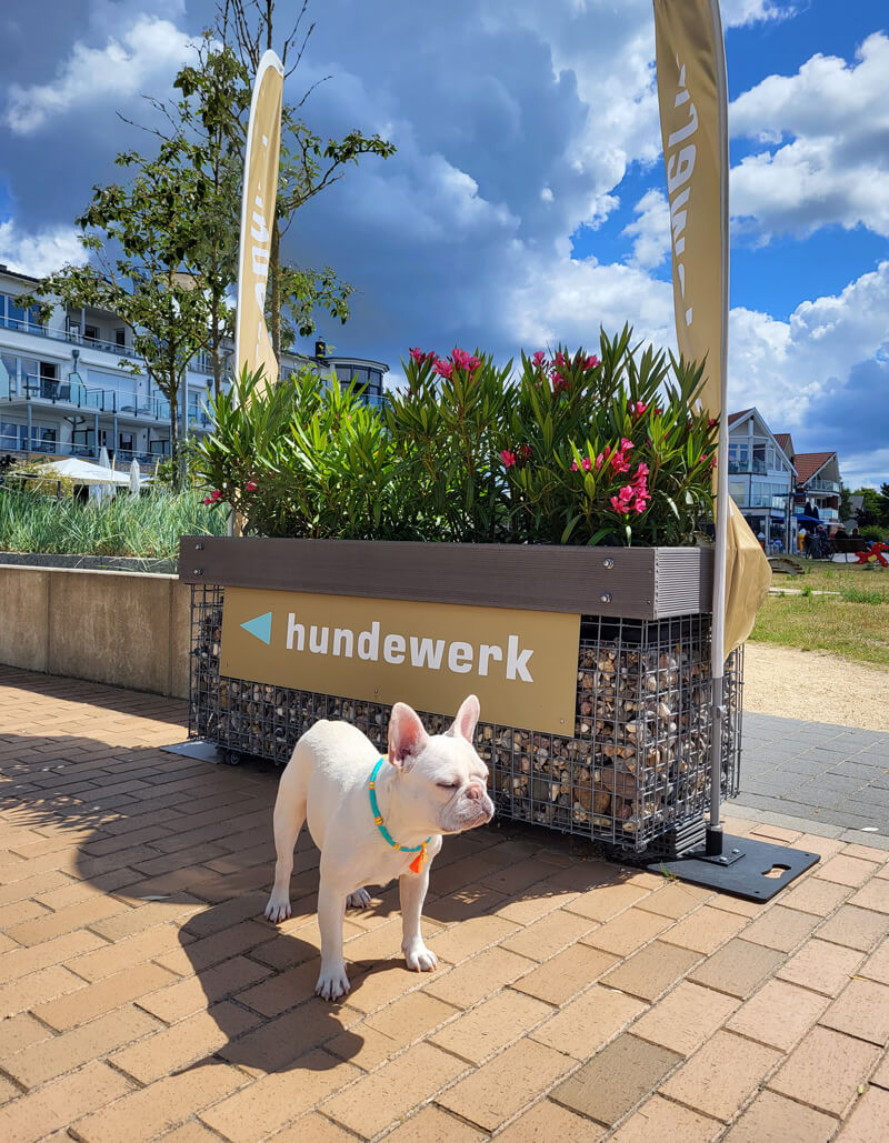 Hunde steht vor einem Schild mit der Aufschrift "hundewerk"