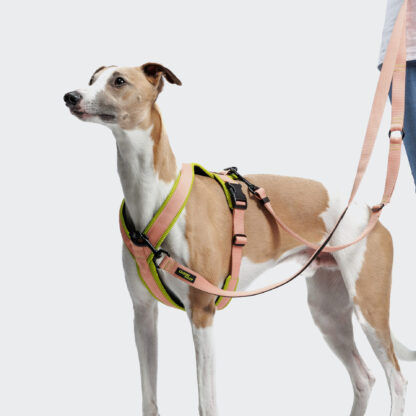 Cloud7 Dog Harness Leash Y1 L1 Aktiv Peach Dog 2 On Grey.jpg
