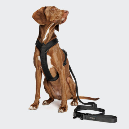 Cloud7 Dog Harness Leash Y1 L2 Aktiv Black Dog 1 On Grey.jpg