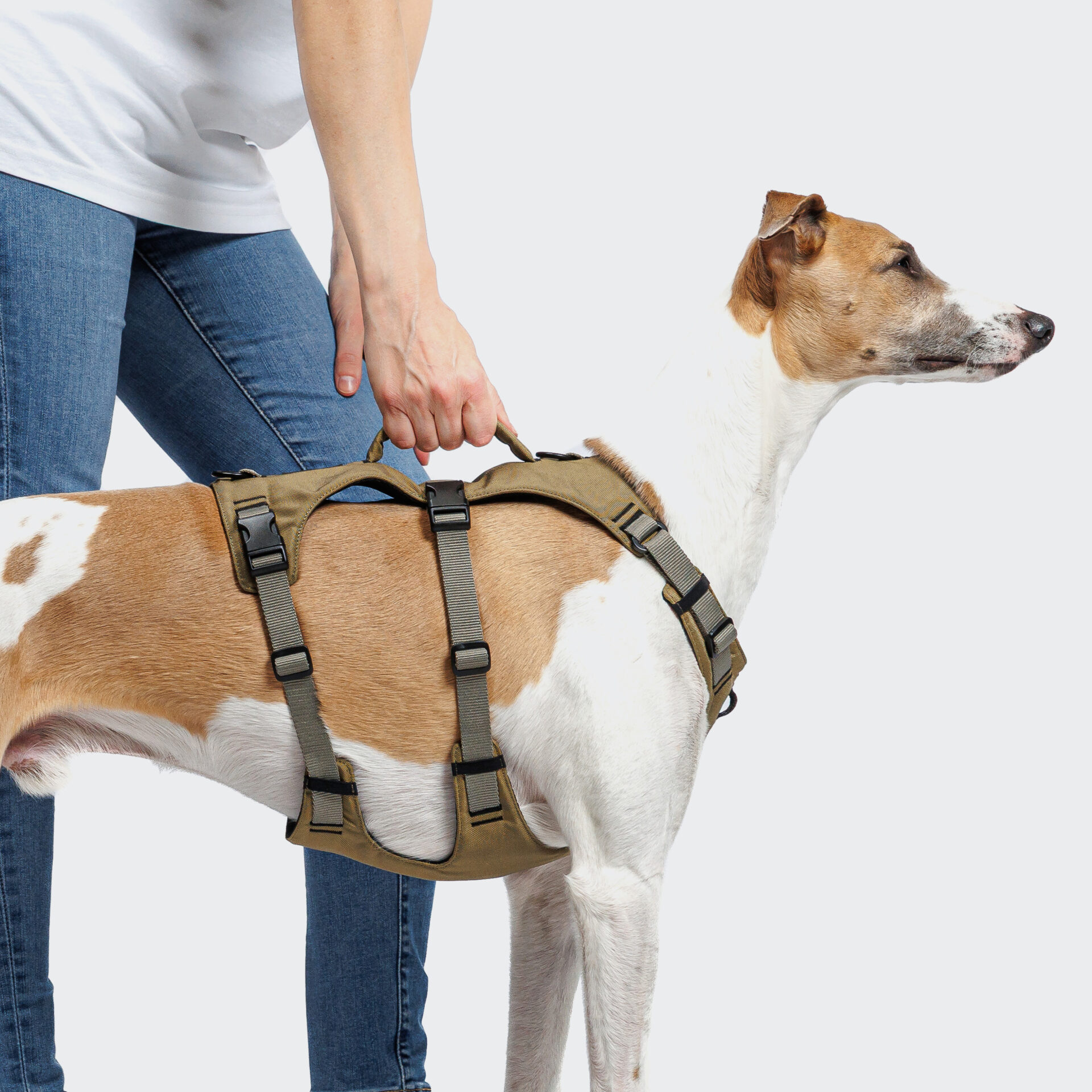 Cloud7 Dog Harness Y Safety Dog 3 On Grey 1.jpg
