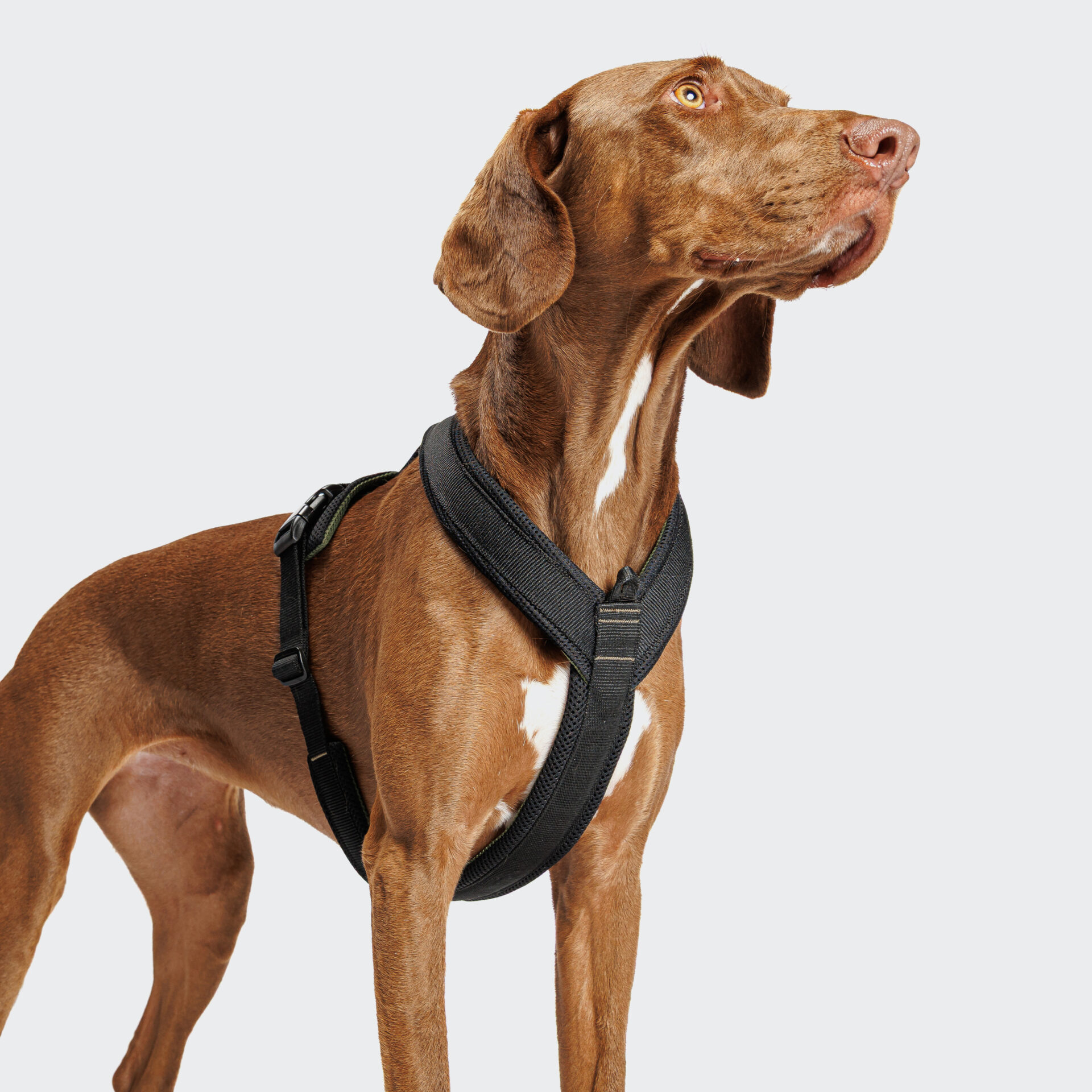 Cloud7 Dog Harness Y1 Aktiv Black Dog 1 On Grey.jpg