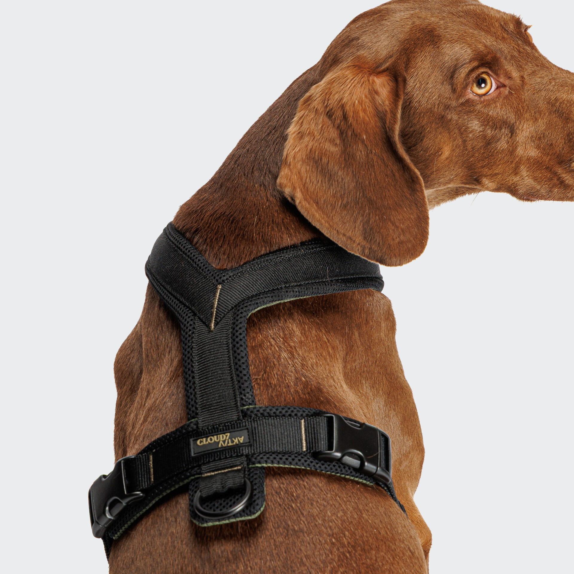 Cloud7 Dog Harness Y1 Aktiv Black Dog 2 On Grey.jpg
