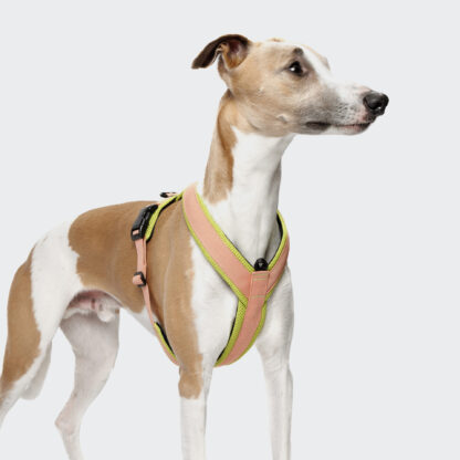 Cloud7 Dog Harness Y1 Aktiv Peach Dog 1 On Grey.jpg