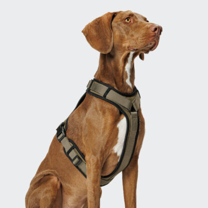 Cloud7 Dog Harness Y3 Aktiv Olive Dog On Grey.jpg