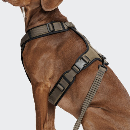 Cloud7 Dog Harness Y3 L1 Aktiv Olive Dog 2 On Grey.jpg