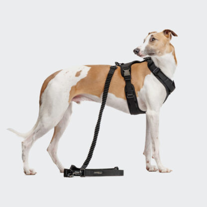 Cloud7 Dog Harness Y3 L2 Aktiv Black Dog 1 On Grey 1.jpg