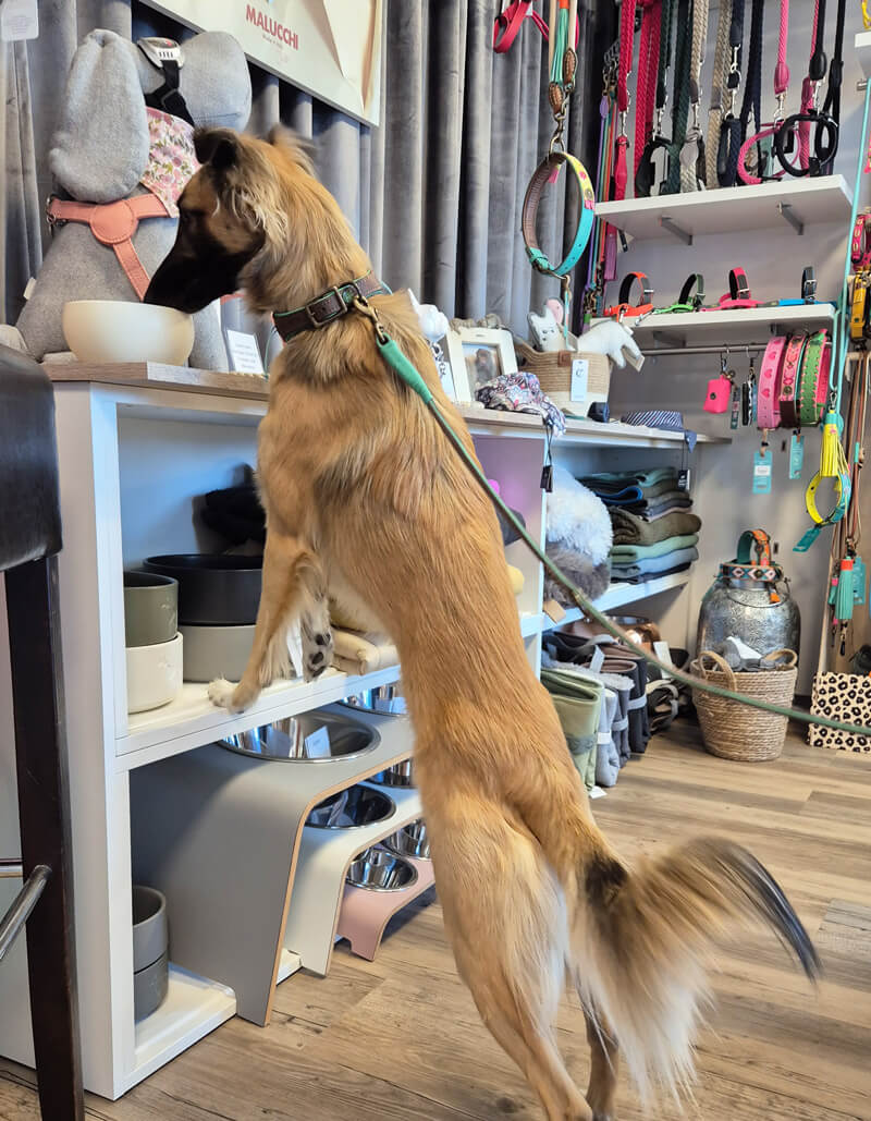 Ein Hund isst in einem Geschäft für Hundezubehör