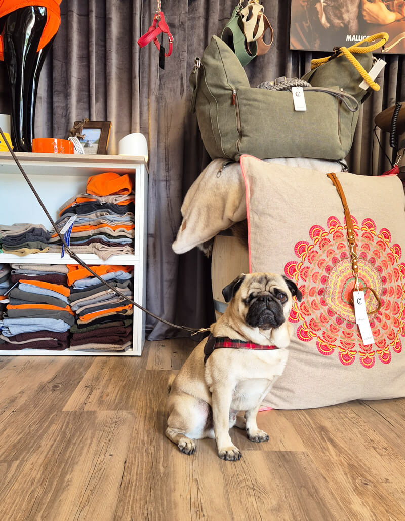 Ein Mops sitzt in einem Geschäft für Hundezubehör