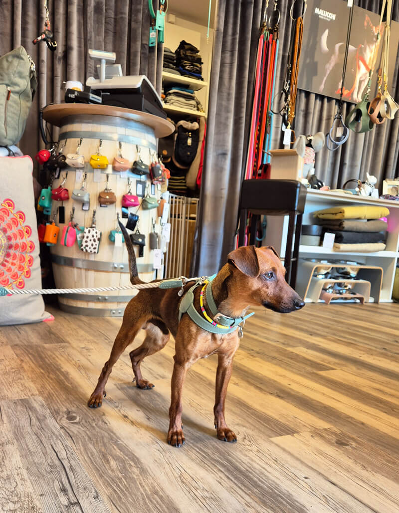 Ein Hund steht in einem Geschäft für Hundezubehör