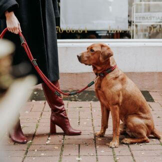 HUNTER Hundehalsband Malia Weinrot/Dunkelbraun