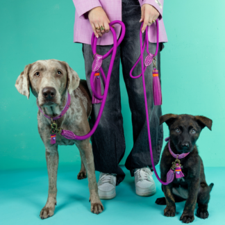 DWAM Hundeleine Spice