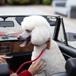 DWAM Hundeleine Gipsy