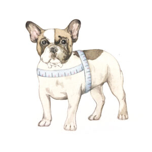 Größe Malucchi Geschirr Movie