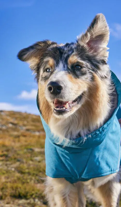 Hurtta Expedition Parker Ii Hund Schutz Winter Kaelte Hu 934780 800x800