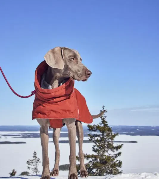 Hurtta Extreme Warmer III ECO Hundemantel Bilberry