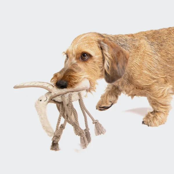 CLOUD7 Hundespielzeug Mosquito Momo