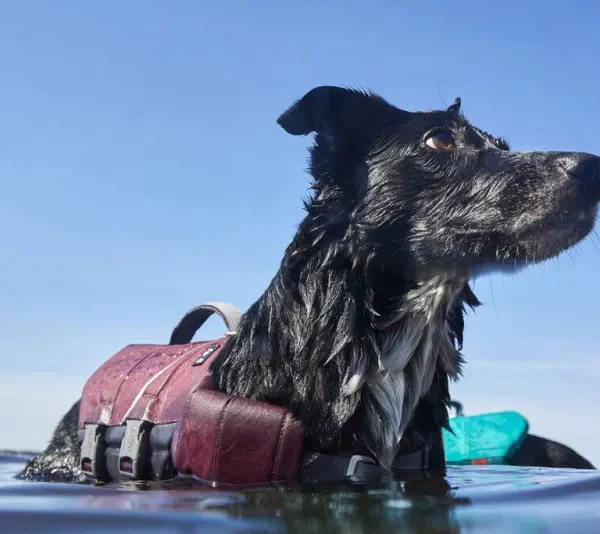 Hurtta Schwimmweste „Life Savior ECO“ NEW Aubergine