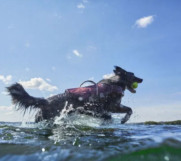 Hurtta Schwimmweste „Life Savior ECO“ NEW Aubergine