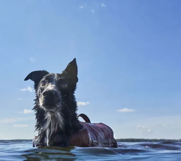 Hurtta Schwimmweste „Life Savior ECO“ NEW Aubergine