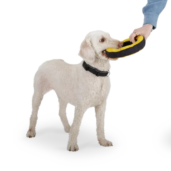 Redoggo Hundespielzeug Donut Neon-Petrol
