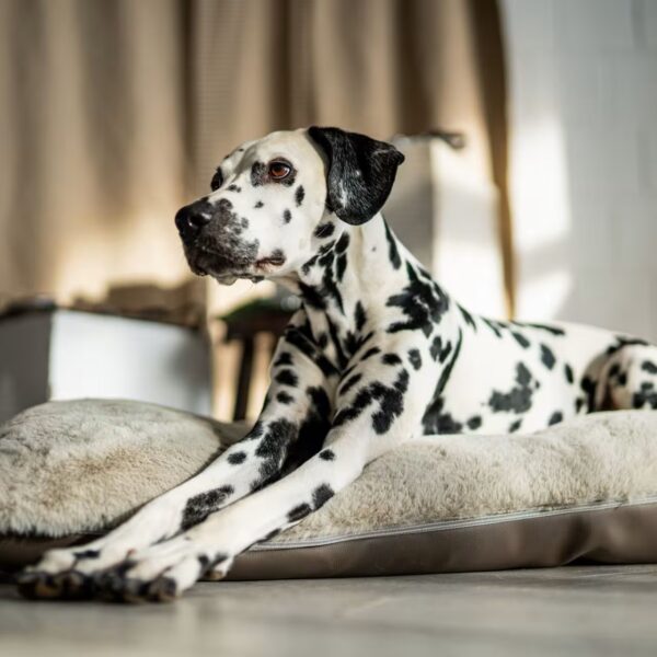 DOGSTYLER Hundekissen KURT Classic Hellgrau