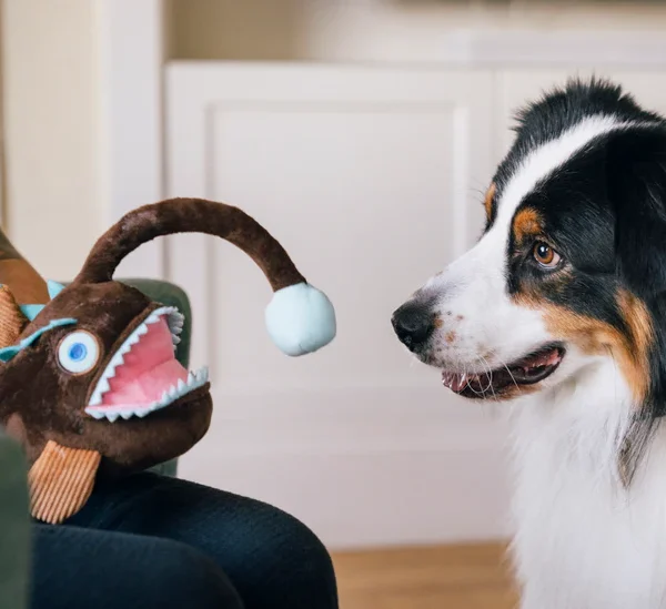 Hundespielzeug P.L.A.Y. Ozean Buddies