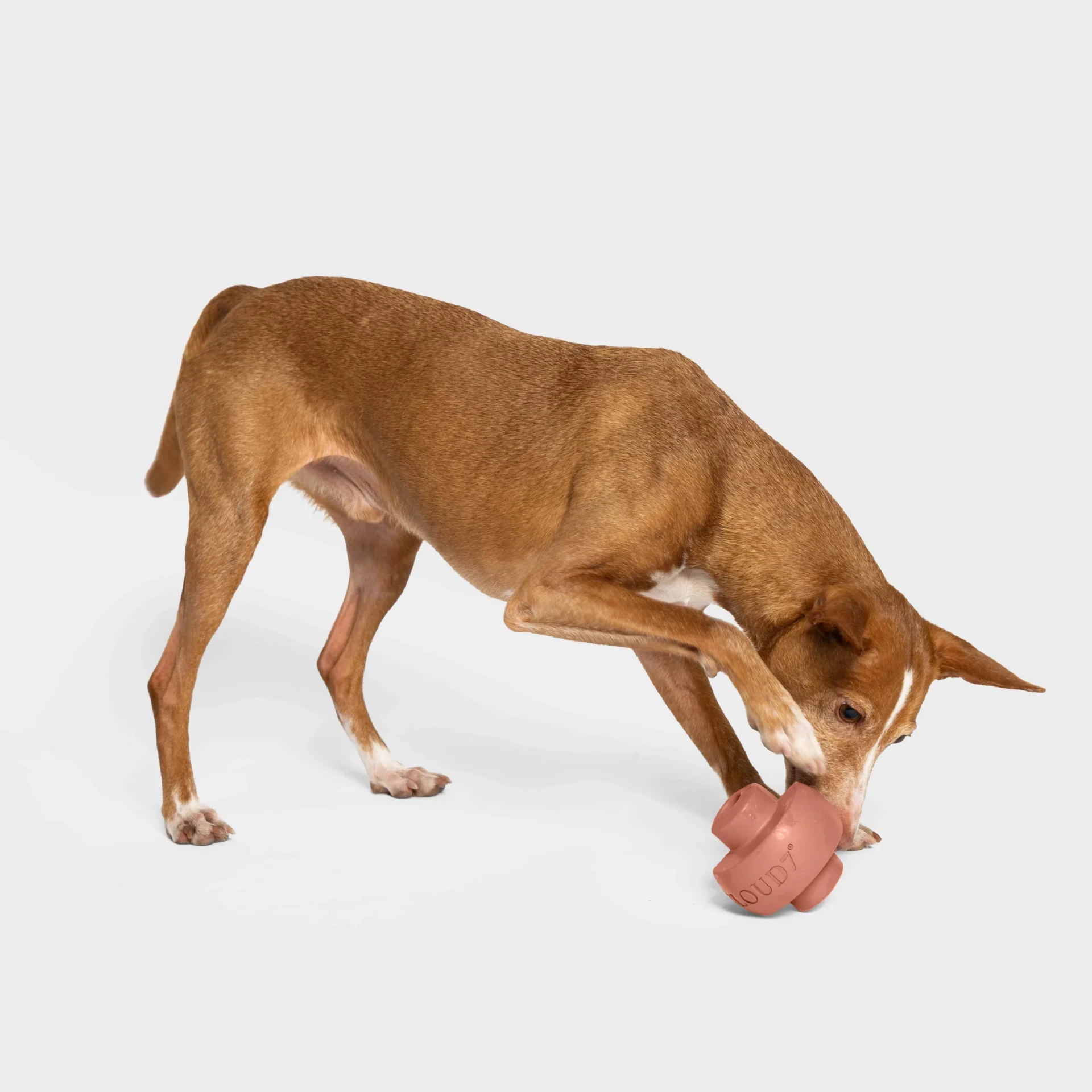 516479 C7 Treatdispensiontoy Fadedrose