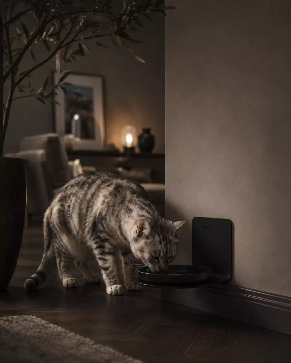 Ef Black Si Cat Lifestyle 1