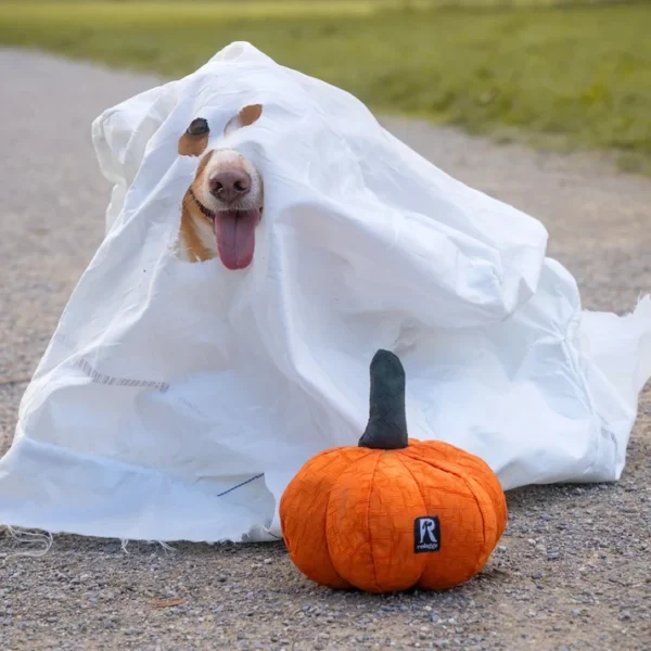 Redoggo Hundespielzeug Kürbis